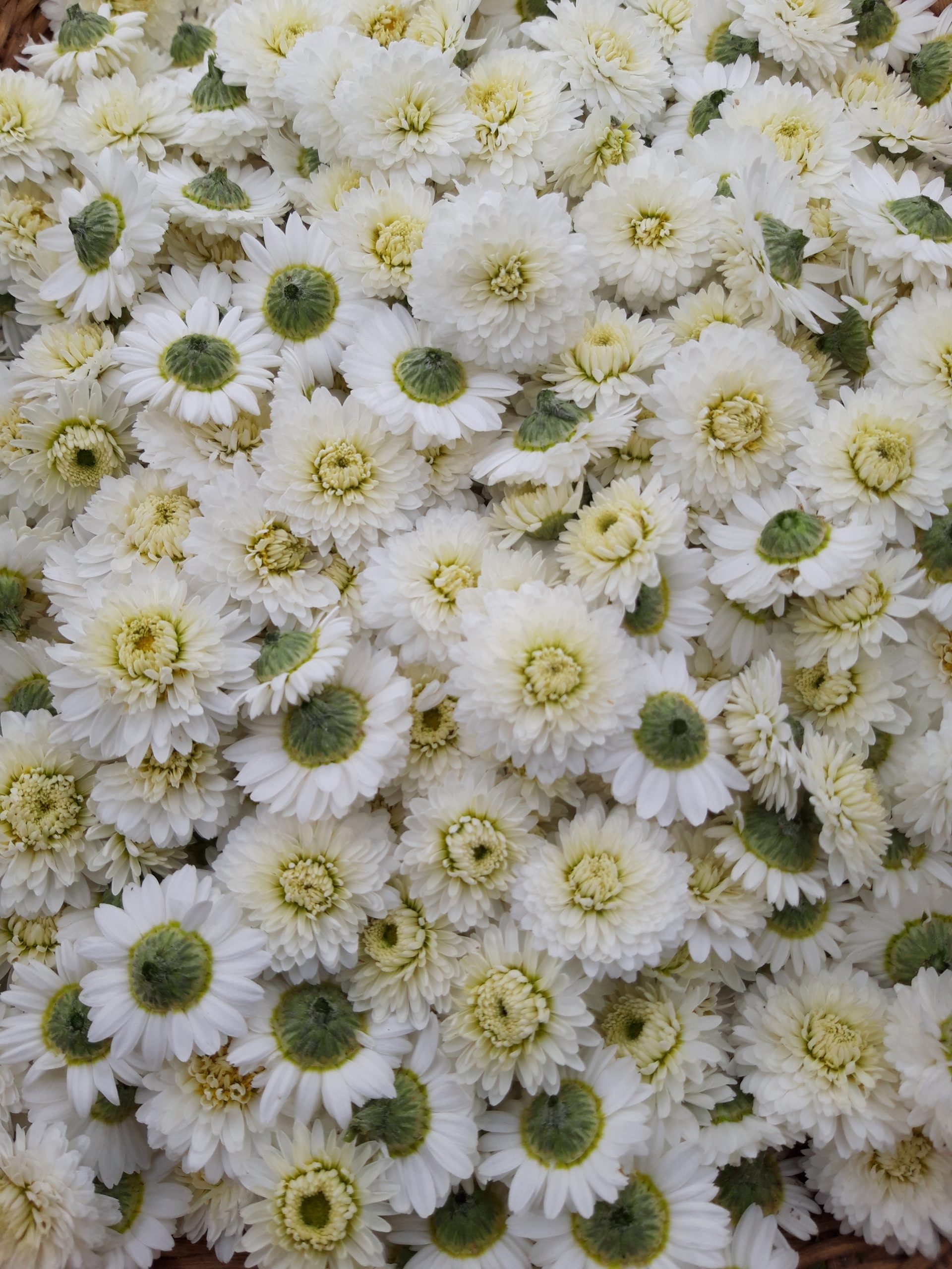 Elixir Camomille – Image 2
