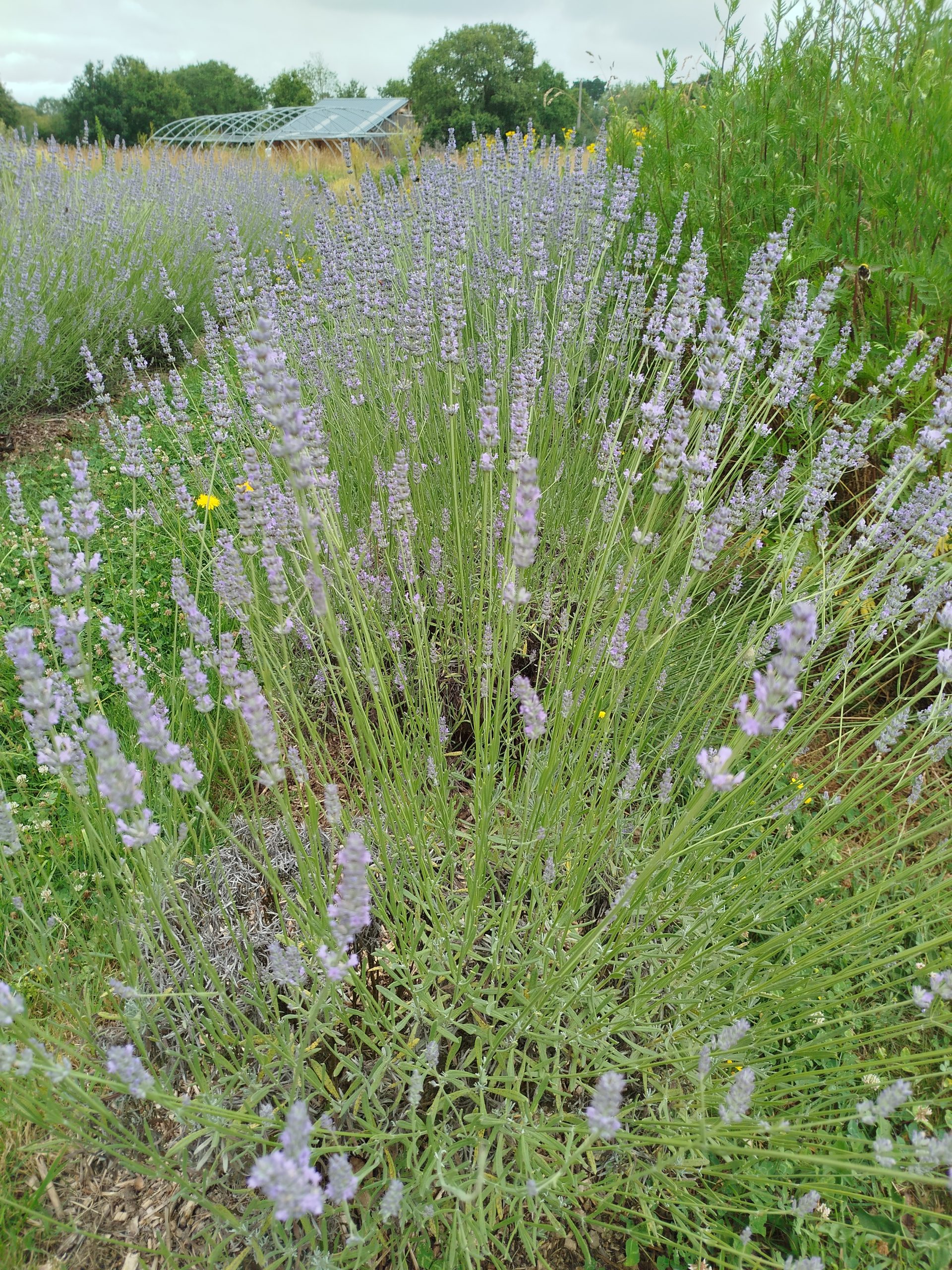 Eau de Lavande – Image 3